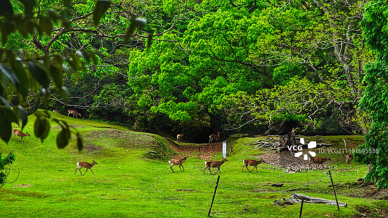 奈良公园面积广阔，东大寺、春日大社等古迹林立，野鹿成群，自然与文化景观相得益彰。图片素材