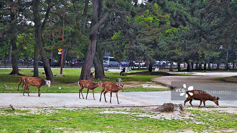 奈良公园面积广阔，东大寺、春日大社等古迹林立，野鹿成群，自然与文化景观相得益彰。图片素材