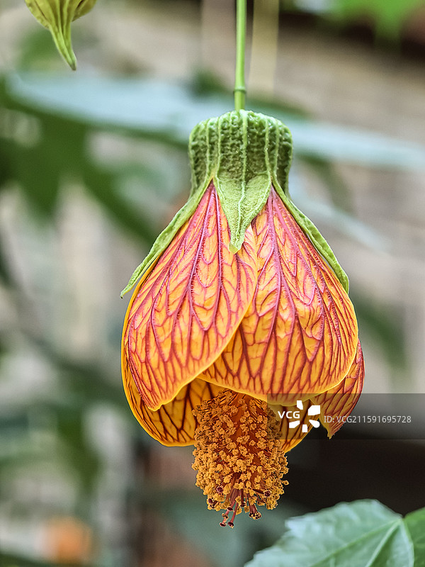 中国云贵高原上贵州六盘水水城古镇盛开的金铃花图片素材