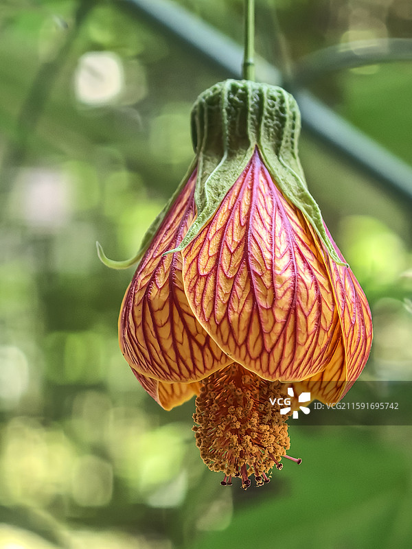 中国云贵高原上贵州六盘水水城古镇盛开的金铃花图片素材