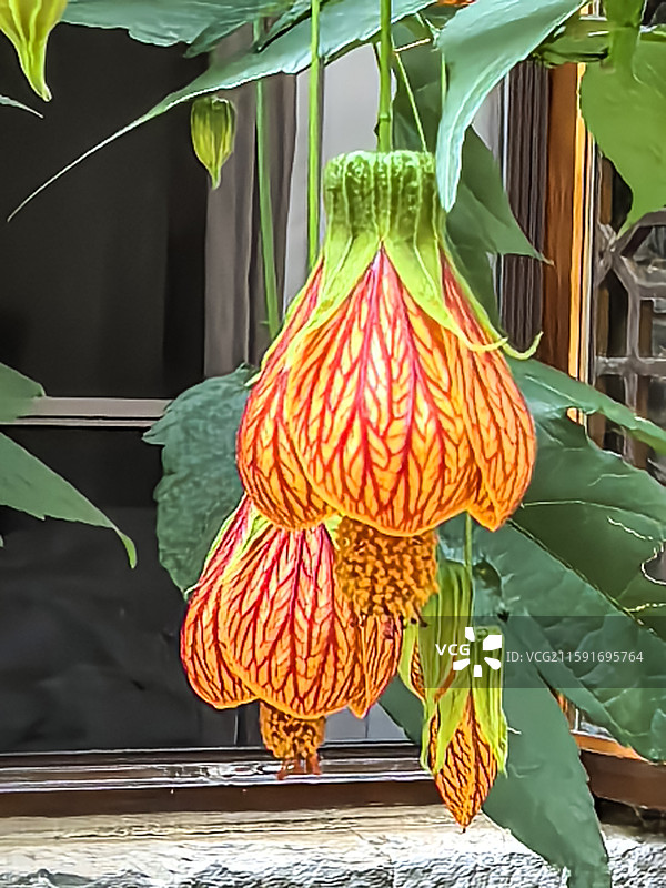 中国云贵高原上贵州六盘水水城古镇盛开的金铃花图片素材