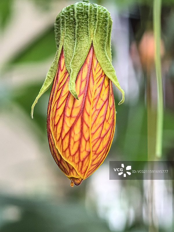 中国云贵高原上贵州六盘水水城古镇盛开的金铃花图片素材