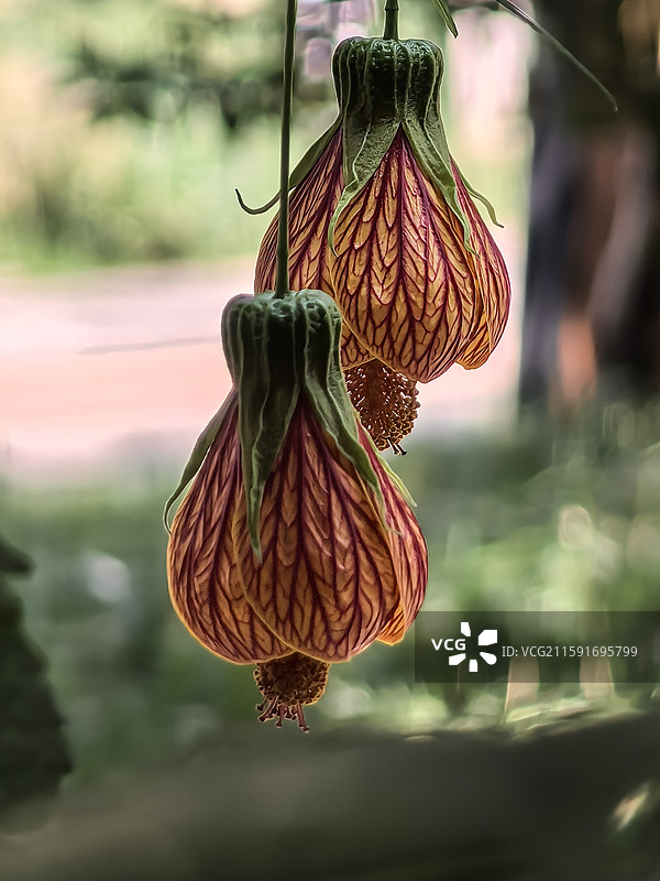 中国云贵高原上贵州六盘水水城古镇盛开的金铃花图片素材