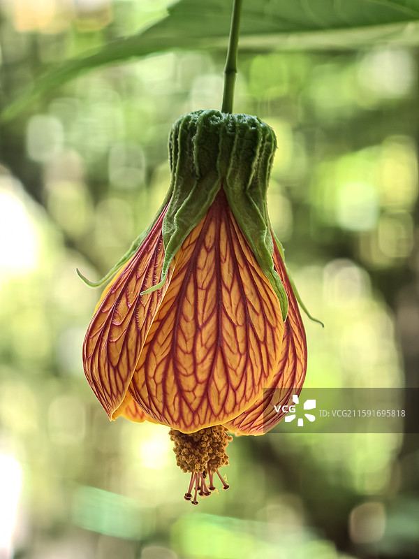 中国云贵高原上贵州六盘水水城古镇盛开的金铃花图片素材