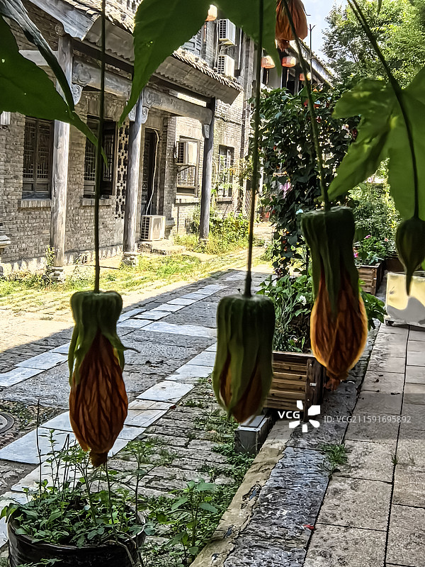 中国云贵高原上贵州六盘水水城古镇盛开的金铃花图片素材