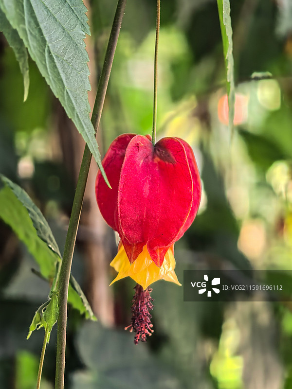 中国云贵高原上贵州六盘水水城古镇盛开的红萼苘麻图片素材