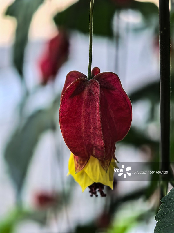 中国云贵高原上贵州六盘水水城古镇盛开的红萼苘麻图片素材