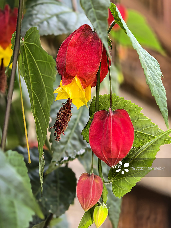中国云贵高原上贵州六盘水水城古镇盛开的红萼苘麻图片素材