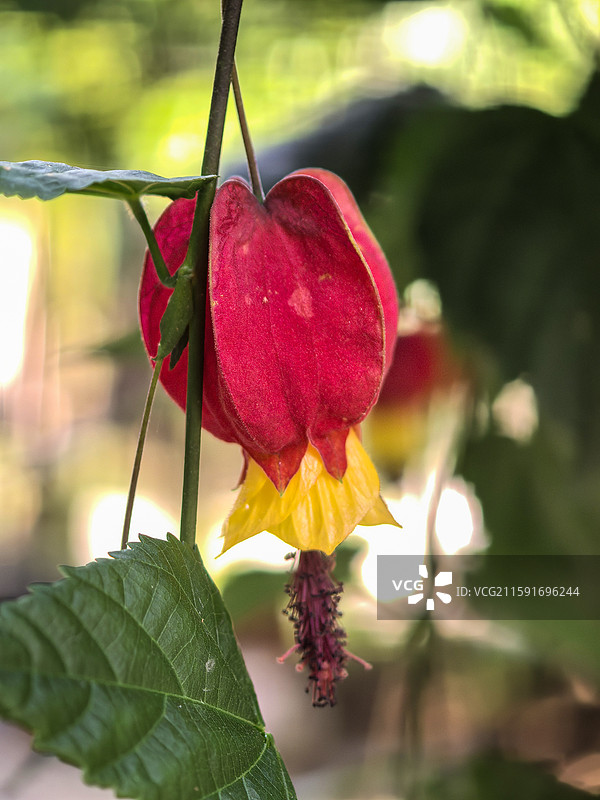 中国云贵高原上贵州六盘水水城古镇盛开的红萼苘麻图片素材