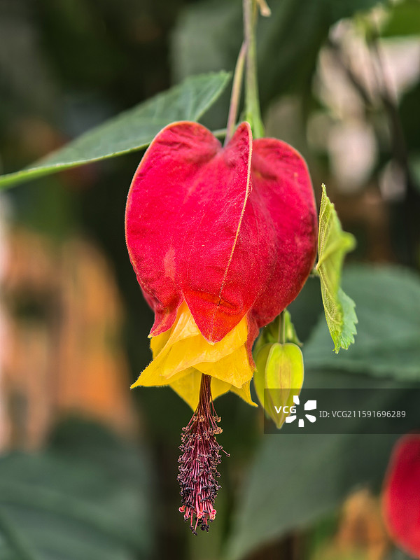 中国云贵高原上贵州六盘水水城古镇盛开的红萼苘麻图片素材