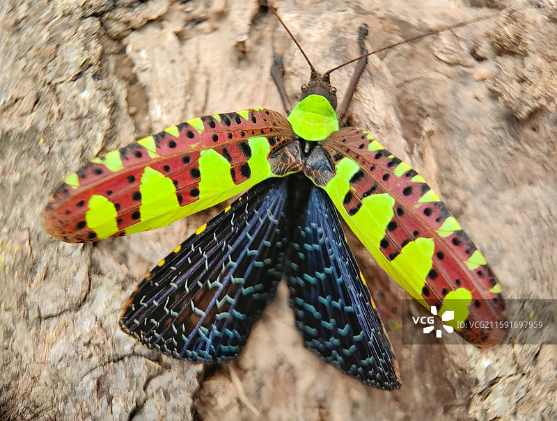 被激惹的螽斯图片素材