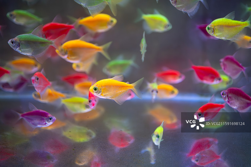 在鱼缸里游来游去的五颜六色的观赏鱼（柠檬灯鱼、学名为丽鳍望脂鲤）图片素材