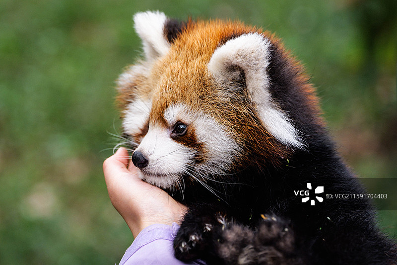 可爱小熊猫幼崽侧脸抓拍图片素材