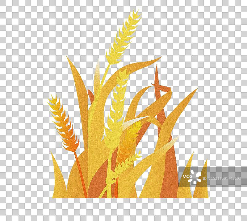 成熟的稻谷图片素材