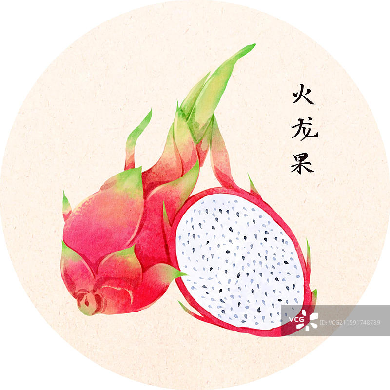 手绘插画本草纲目果部火龙果图片素材