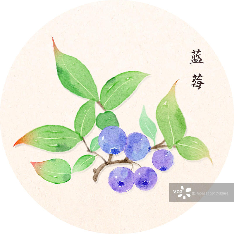 手绘插画本草纲目果部蓝莓图片素材