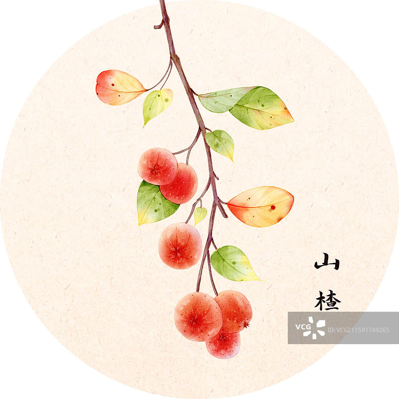 手绘插画本草纲目果部山楂图片素材