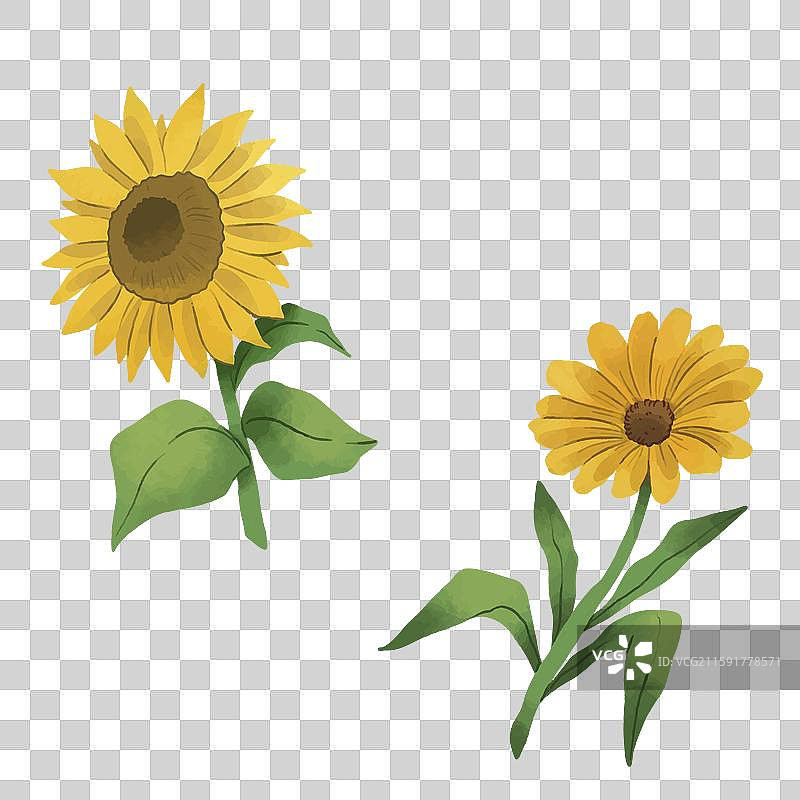 向日葵图片素材