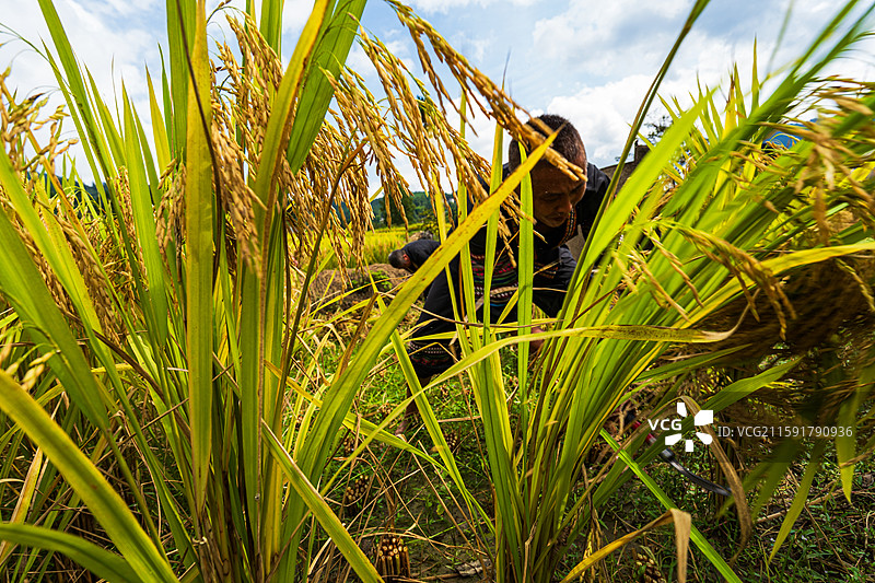 湖北宣恩沙道沟木龙寨贡米丰收节图片素材