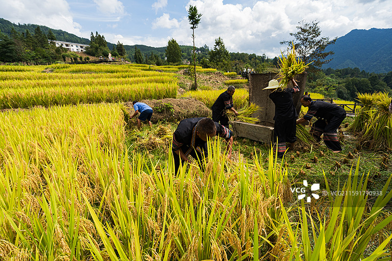 湖北宣恩沙道沟木龙寨贡米丰收节图片素材