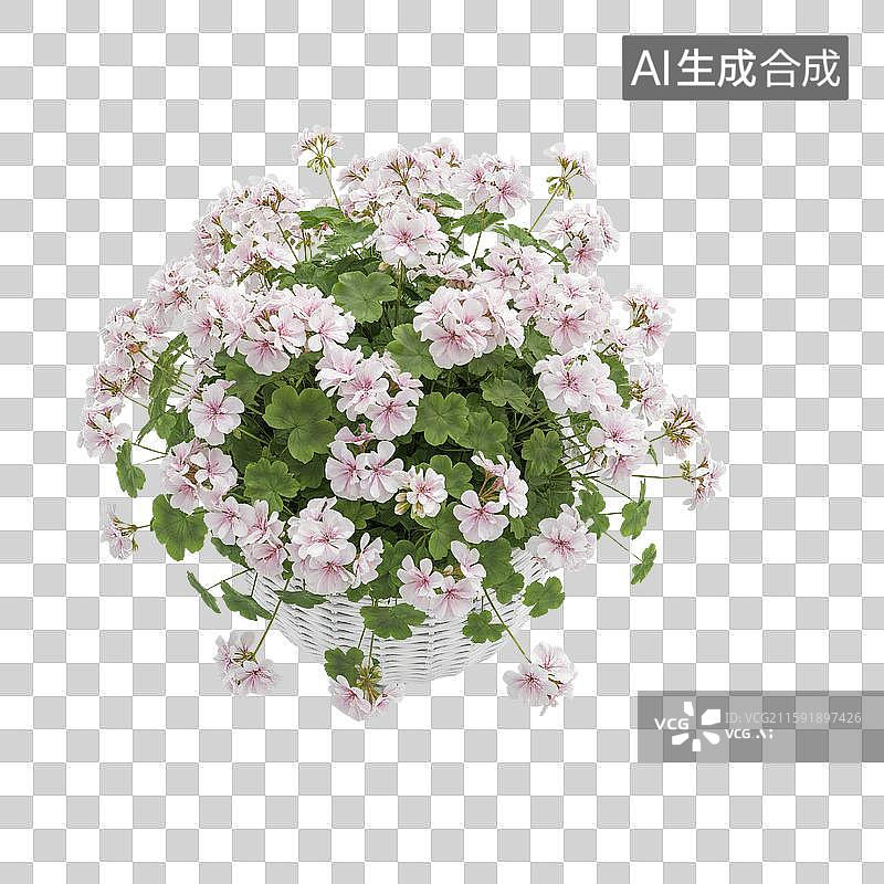 【AI数字艺术】天竺葵白粉色免抠图图片素材