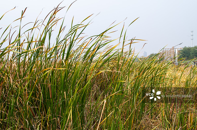 芦苇菖蒲叶子低角度视图，秋季户外风光，秋分中秋秋景，沈阳沈北蒲河景观，自然生态素材图片素材