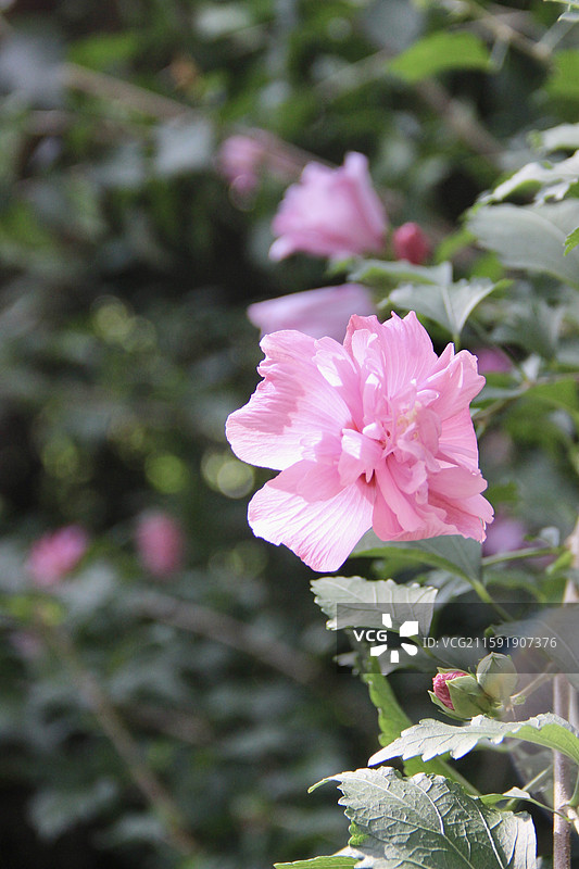 上海蝴蝶湾公园粉色木槿花特写图片素材