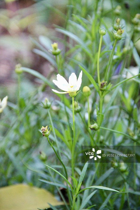 秋天上海蝴蝶湾公园黄色小菊花特写图片素材