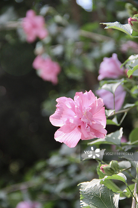 上海蝴蝶湾公园粉色木槿花特写图片素材