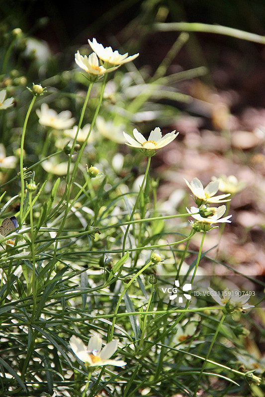 秋天上海蝴蝶湾公园黄色小菊花特写图片素材