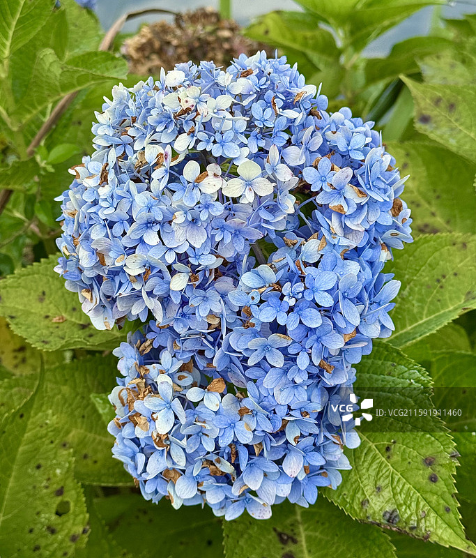 绣球花图片素材