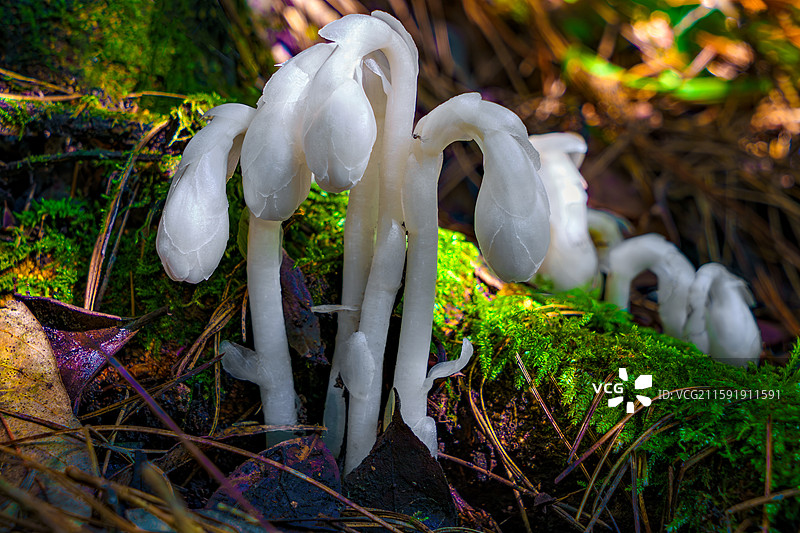 仙草水晶兰图片素材