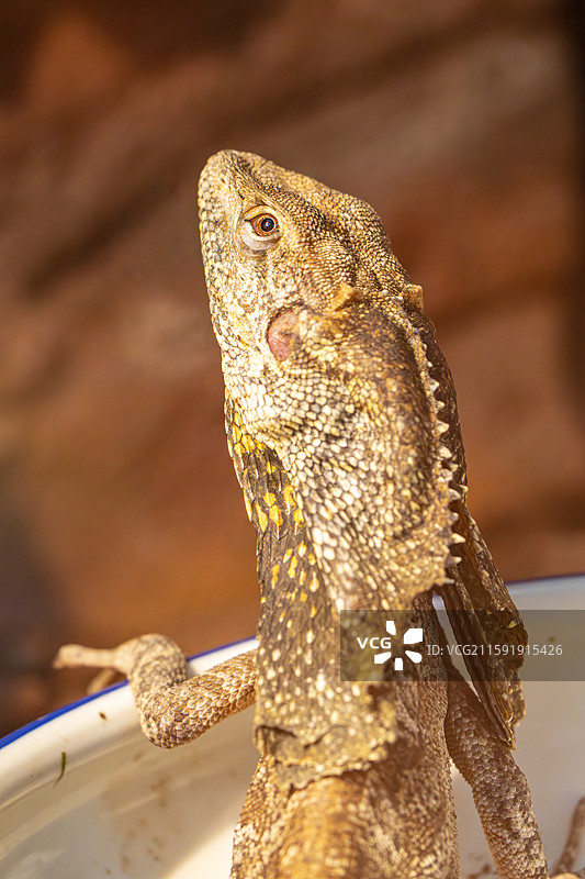 有鳞目飞蜥科斗篷蜥属伞蜥图片素材