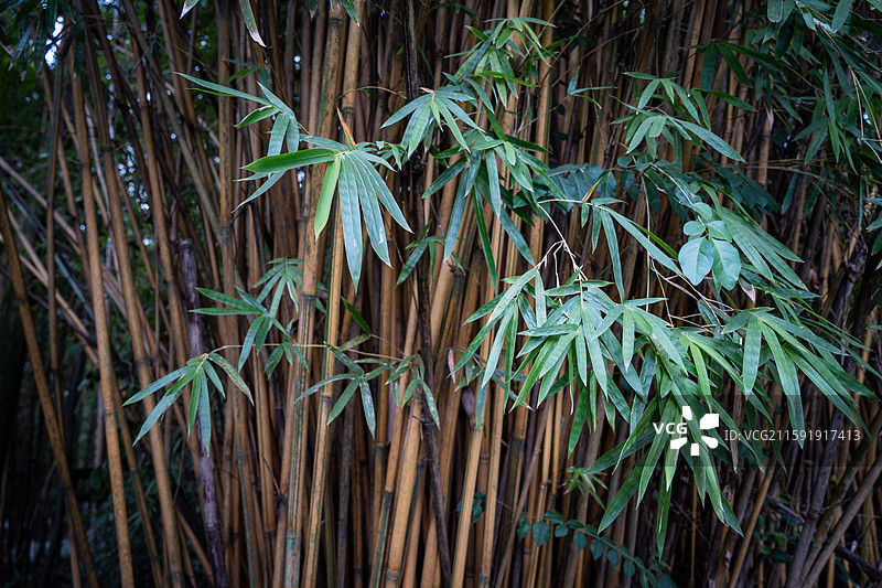 成都鹿野苑石刻艺术博物馆图片素材