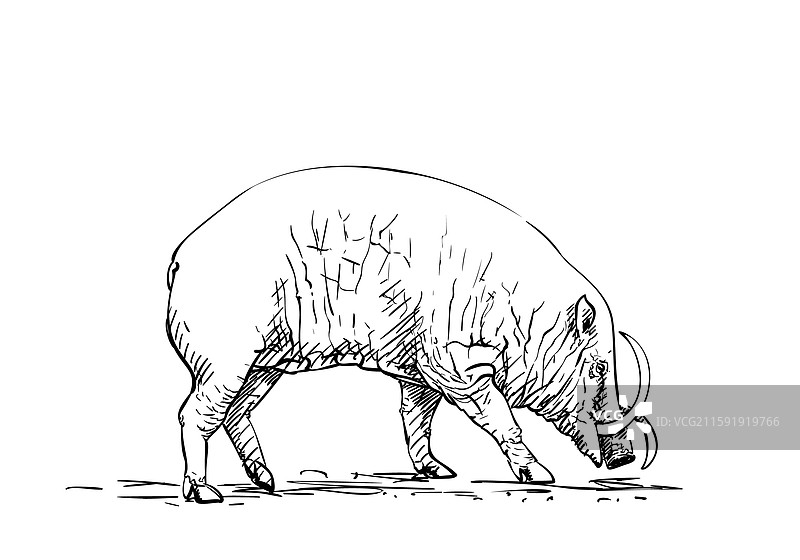 雌性巴比鲁萨或鹿猪动物图片素材