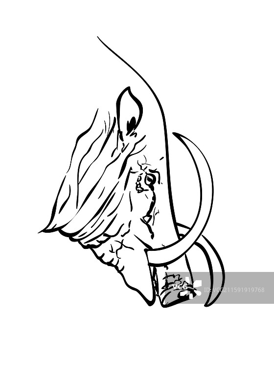 巴比鲁萨手绘肖像，猪类动物图片素材