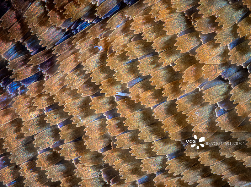 蝴蝶鳞片图片素材