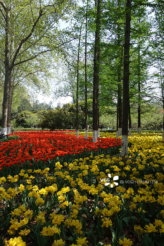 陕西省西安市碑林区兴庆宫公园兴庆湖郁金香盛开图片素材