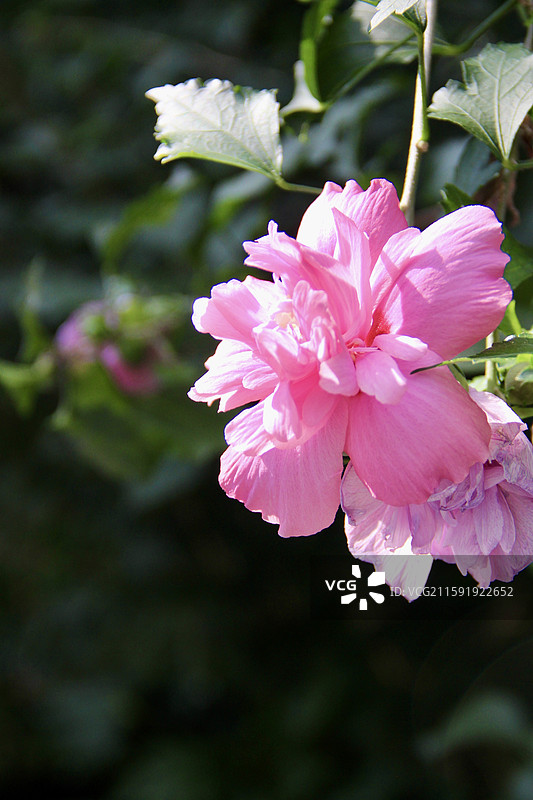 上海蝴蝶湾公园粉色木槿花特写图片素材