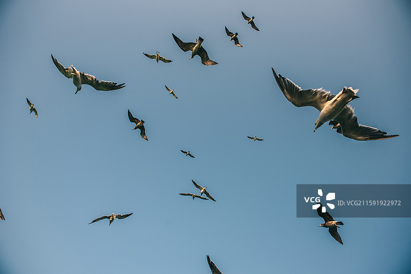 烟台长岛海上的海鸥图片素材