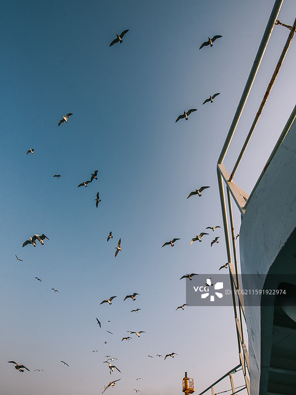 烟台长岛海上的海鸥图片素材