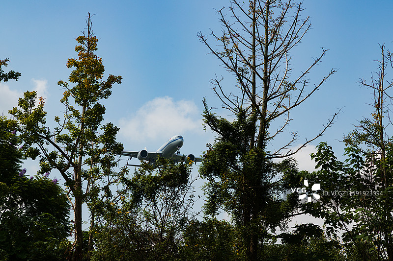 成都 空港花田，自然之境，飞机下的树木、蓝天图片素材
