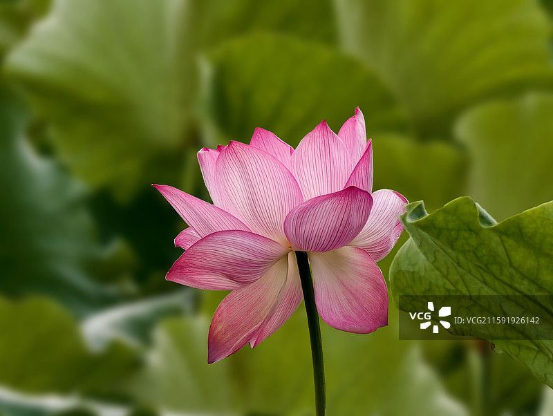 荷花花朵特写图片素材