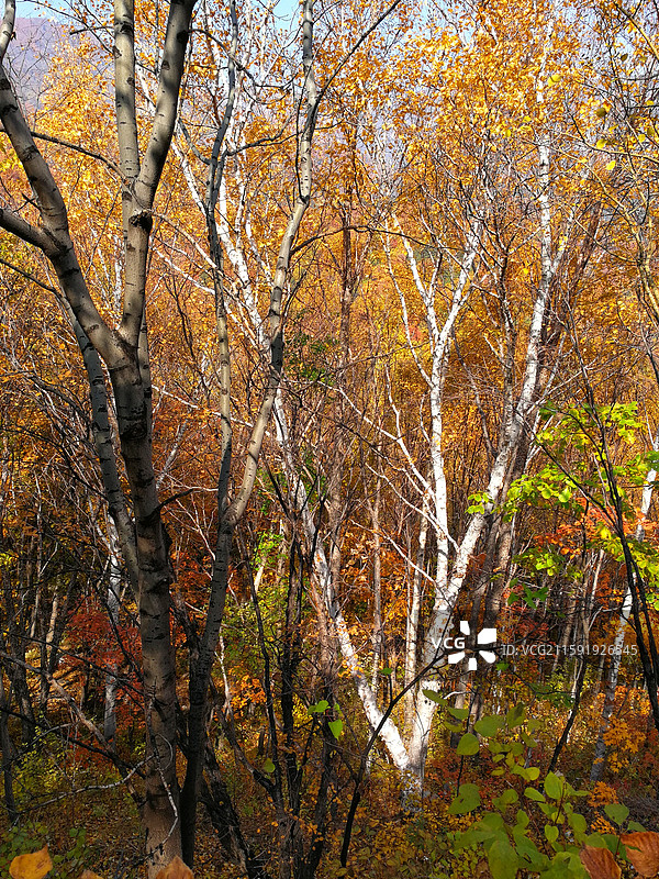 雾灵山秋色 北京密云图片素材