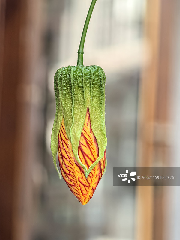 中国云贵高原上贵州六盘水水城古镇盛开的金铃花图片素材