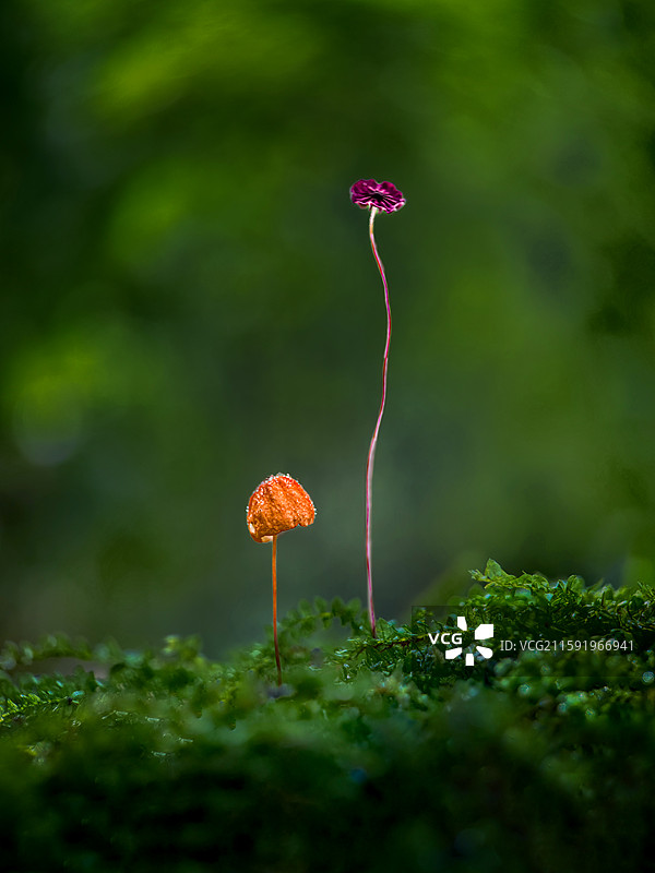 紫蘑菇与黄蘑菇相伴图片素材