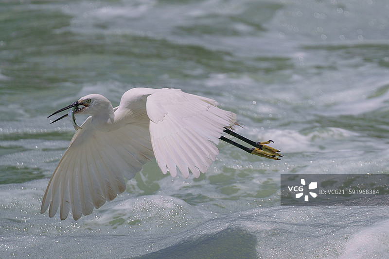 白鹭捕鱼图片素材