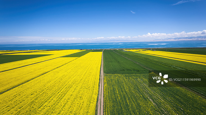 青海省青海湖和青稞麦田油菜花航拍自然风光图片素材