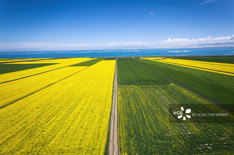 青海省青海湖和青稞麦田油菜花航拍自然风光图片素材