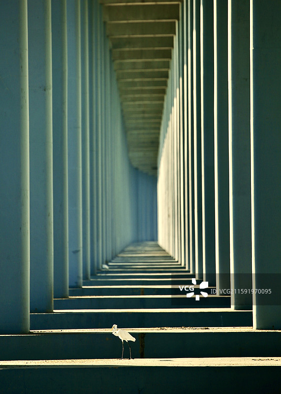 深圳沿海高速桥下的白鹭图片素材